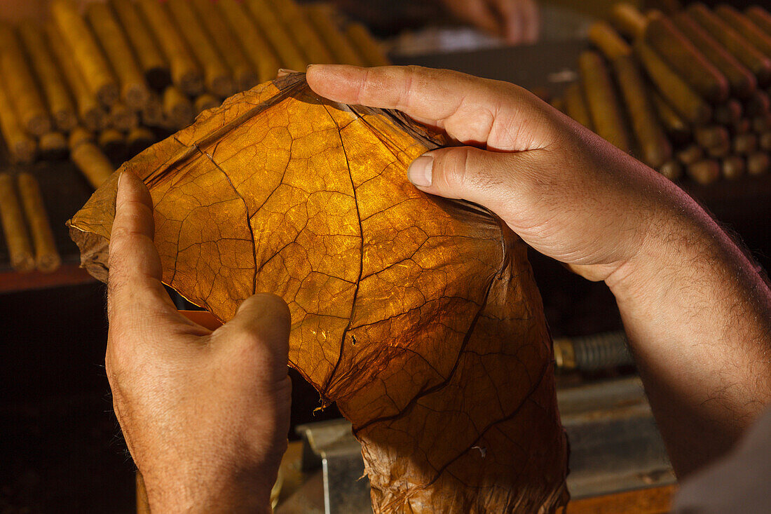hands with tobacco leave, manufacture of cigars, Brena Alta, UNESCO Biosphere Reserve, La Palma, Canary Islands, Spain, Europe