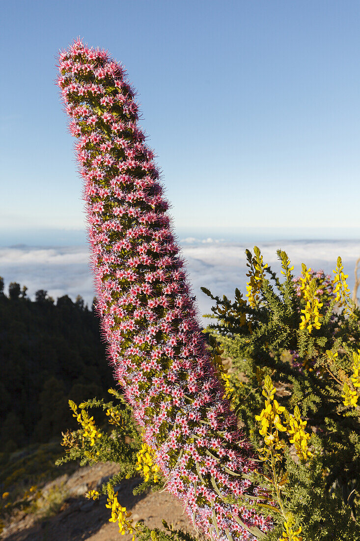 Tajinaste-plants, lat. Echium wildpretii, endemic plant, outside crater edge, Caldera de Taburiente, UNESCO Biosphere Reserve, La Palma, Canary Islands, Spain, Europe