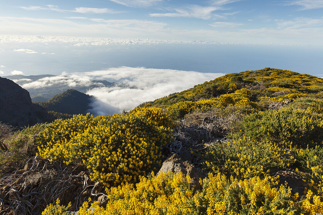 Blick nach Osten auf den Atlantik, bei Pico de la Cruz, Düsenginster, lat. Adenocarpus viscosus, endemische Pflanze, Kraterrand, Caldera de Taburiente, Parque Nacional de la Caldera de Taburiente, Nationalpark, UNESCO Biosphärenreservat, La Palma, Kanaris