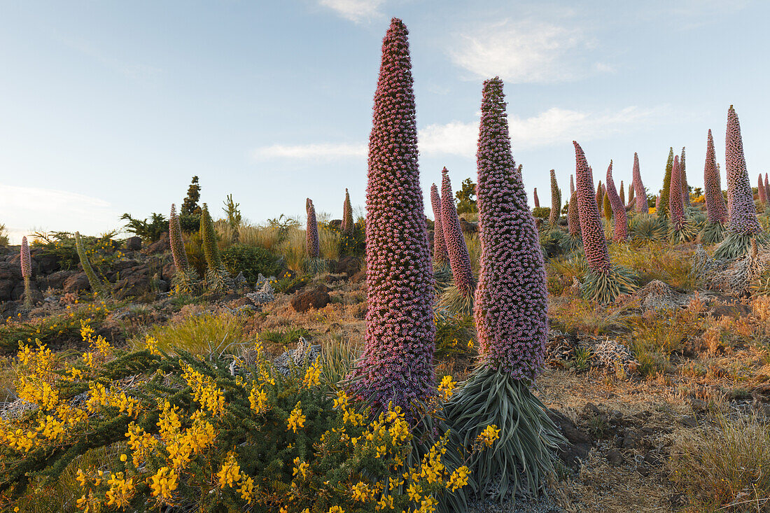 Tajinaste-Pflanzen, lat. Echium wildpretii, endemische Pflanze, äußerer Kraterrand der Caldera de Taburiente, UNESCO Biosphärenreservat, La Palma, Kanarische Inseln, Spanien, Europa