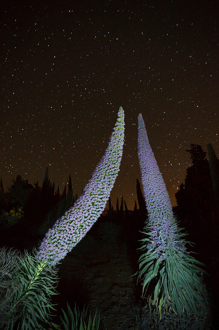 starry sky, stars, Tajinaste plants, lat. Echium wildpretii, endemic plant, outside crater edge, Caldera de Taburiente, UNESCO Biosphere Reserve, La Palma, Canary Islands, Spain, Europe