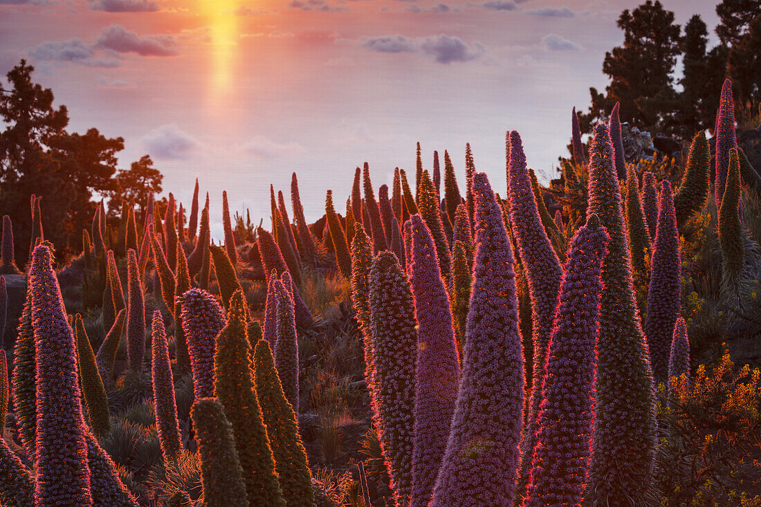 Tajinaste-Pflanzen, lat. Echium wildpretii, endemische Pflanze, äußerer Kraterrand der Caldera de Taburiente, UNESCO Biosphärenreservat, La Palma, Kanarische Inseln, Spanien, Europa