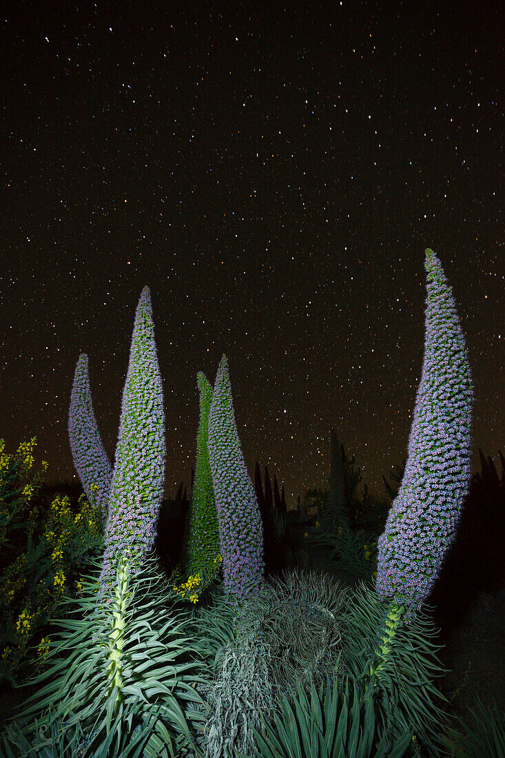 Sternenhimmel, Sterne, Tajinaste-Pflanzen, lat. Echium wildpretii, endemische Pflanze, äußerer Kraterrand der Caldera de Taburiente, UNESCO Biosphärenreservat, La Palma, Kanarische Inseln, Spanien, Europa