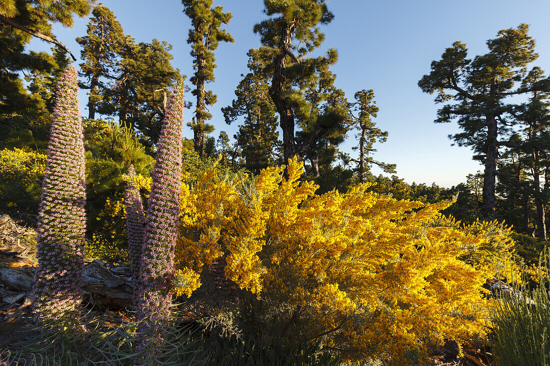 Tajinaste-Pflanzen, lat. Echium wildpretii, endemische Pflanze, äußerer Kraterrand der Caldera de Taburiente, UNESCO Biosphärenreservat, La Palma, Kanarische Inseln, Spanien, Europa