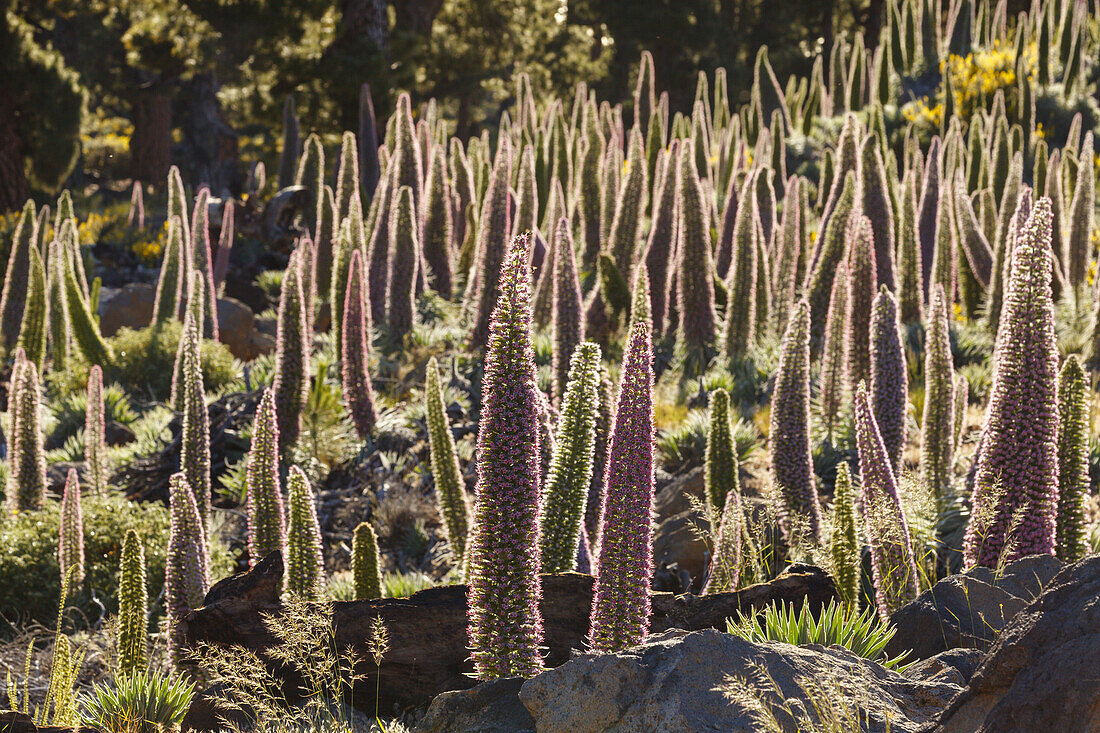 Tajinaste-Pflanzen, lat. Echium wildpretii, endemische Pflanze, äußerer Kraterrand der Caldera de Taburiente, UNESCO Biosphärenreservat, La Palma, Kanarische Inseln, Spanien, Europa