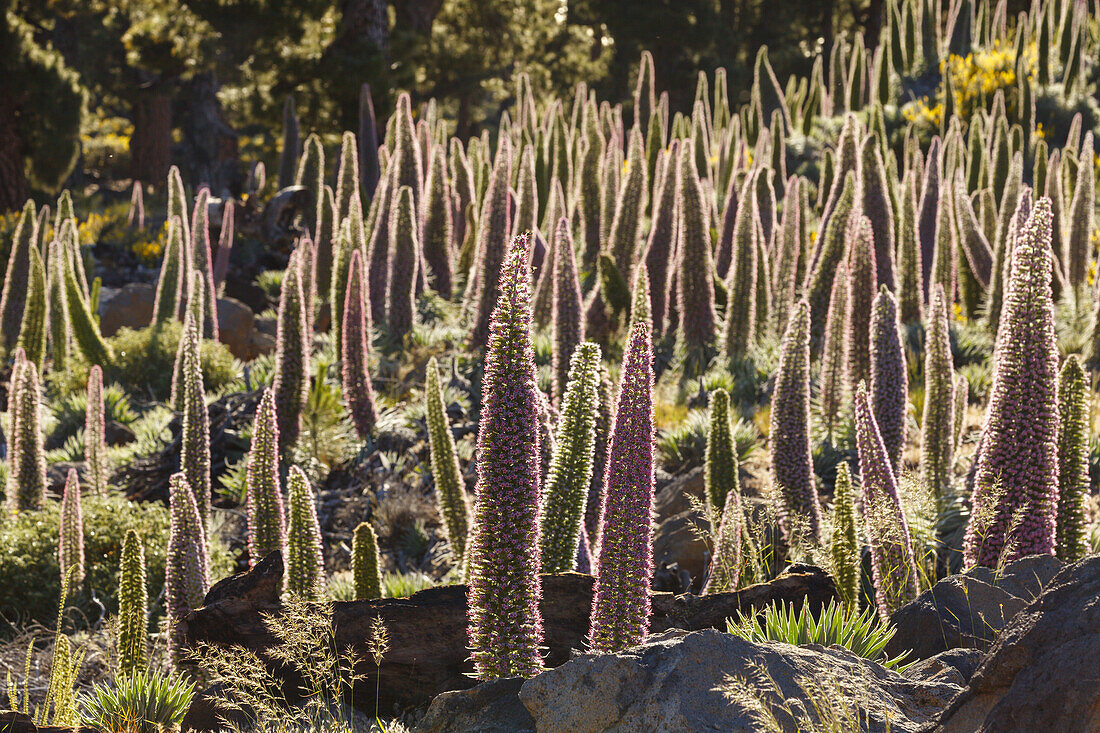 Tajinaste-plants, lat. Echium wildpretii, endemic plant, outside crater edge, Caldera de Taburiente, UNESCO Biosphere Reserve, La Palma, Canary Islands, Spain, Europe