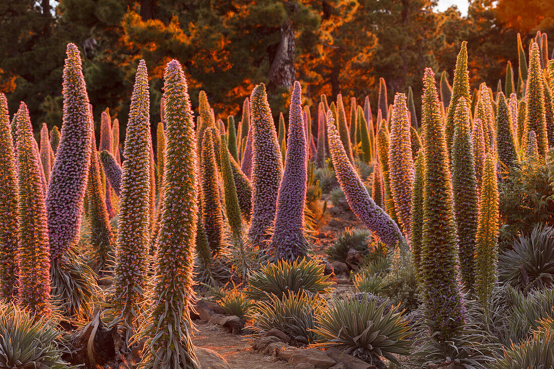 Tajinaste-Pflanzen, lat. Echium wildpretii, endemische Pflanze, äußerer Kraterrand der Caldera de Taburiente, UNESCO Biosphärenreservat, La Palma, Kanarische Inseln, Spanien, Europa