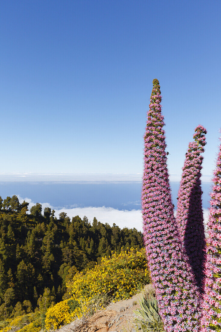 Tajinaste-Pflanzen, lat. Echium wildpretii, endemische Pflanze, äußerer Kraterrand der Caldera de Taburiente, UNESCO Biosphärenreservat, La Palma, Kanarische Inseln, Spanien, Europa