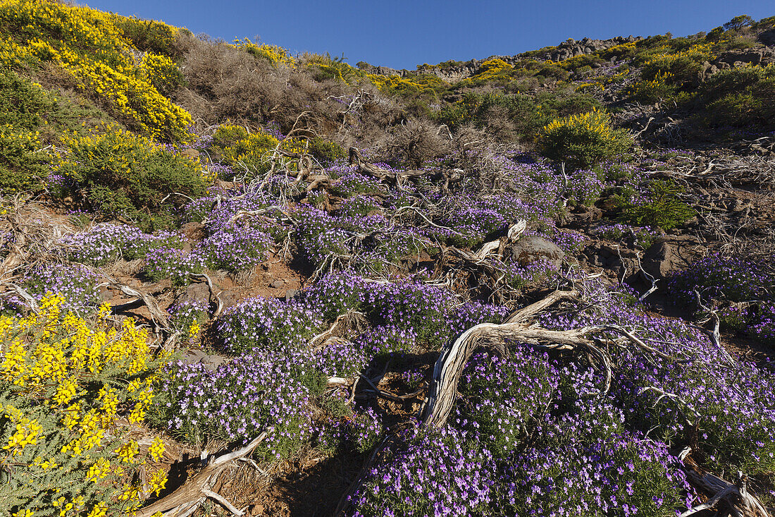 flowering endemic plants, lat. Adenocarpus viscosus und Viola Palmensis, near Pico de la Cruz, crater rim, Caldera de Taburiente, Parque Nacional de la Caldera de Taburiente, Nacional Park, UNESCO Biosphere Reserve, La Palma, Canary Islands, Spain, Europe