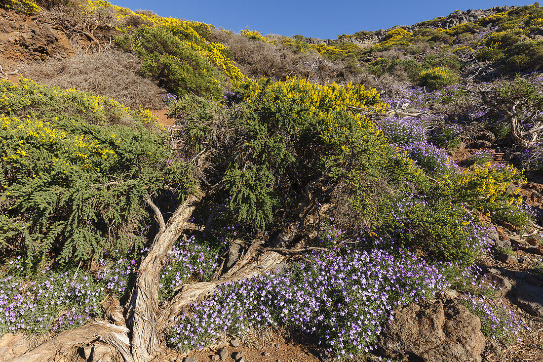 flowering endemic plants, lat. Adenocarpus viscosus und Viola Palmensis, near Pico de la Cruz, crater rim, Caldera de Taburiente, Parque Nacional de la Caldera de Taburiente, Nacional Park, UNESCO Biosphere Reserve, La Palma, Canary Islands, Spain, Europe