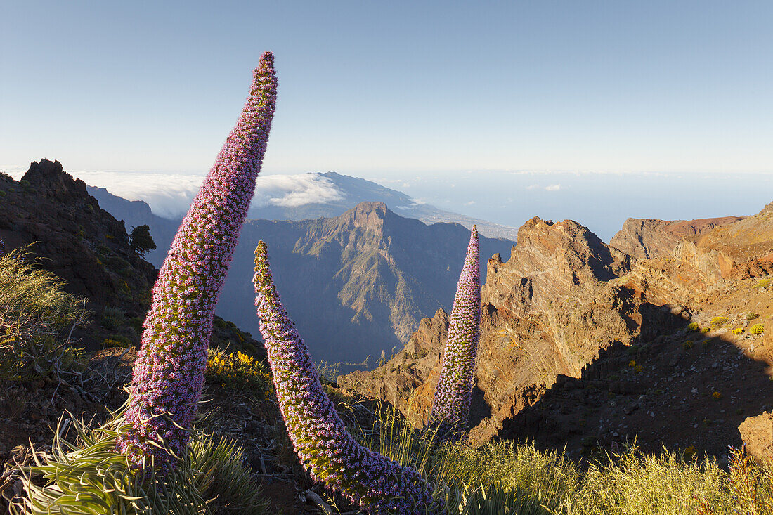 Tajinaste-plants, lat. Echium wildpretii, endemic plant, Roque de los Muchachos, crater edge, Caldera de Taburiente, UNESCO Biosphere Reserve, La Palma, Canary Islands, Spain, Europe