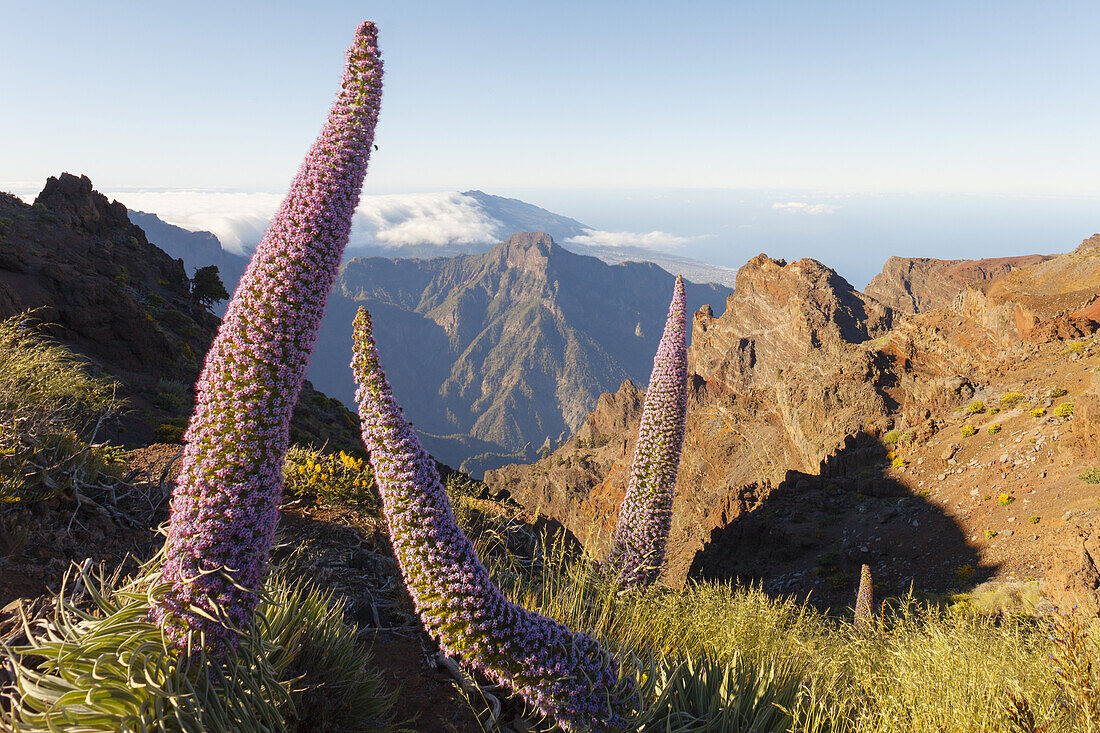 Tajinaste-Pflanzen, lat. Echium wildpretii, endemische Pflanze, Roque de los Muchachos, Kraterrand der Caldera de Taburiente, UNESCO Biosphärenreservat, La Palma, Kanarische Inseln, Spanien, Europa