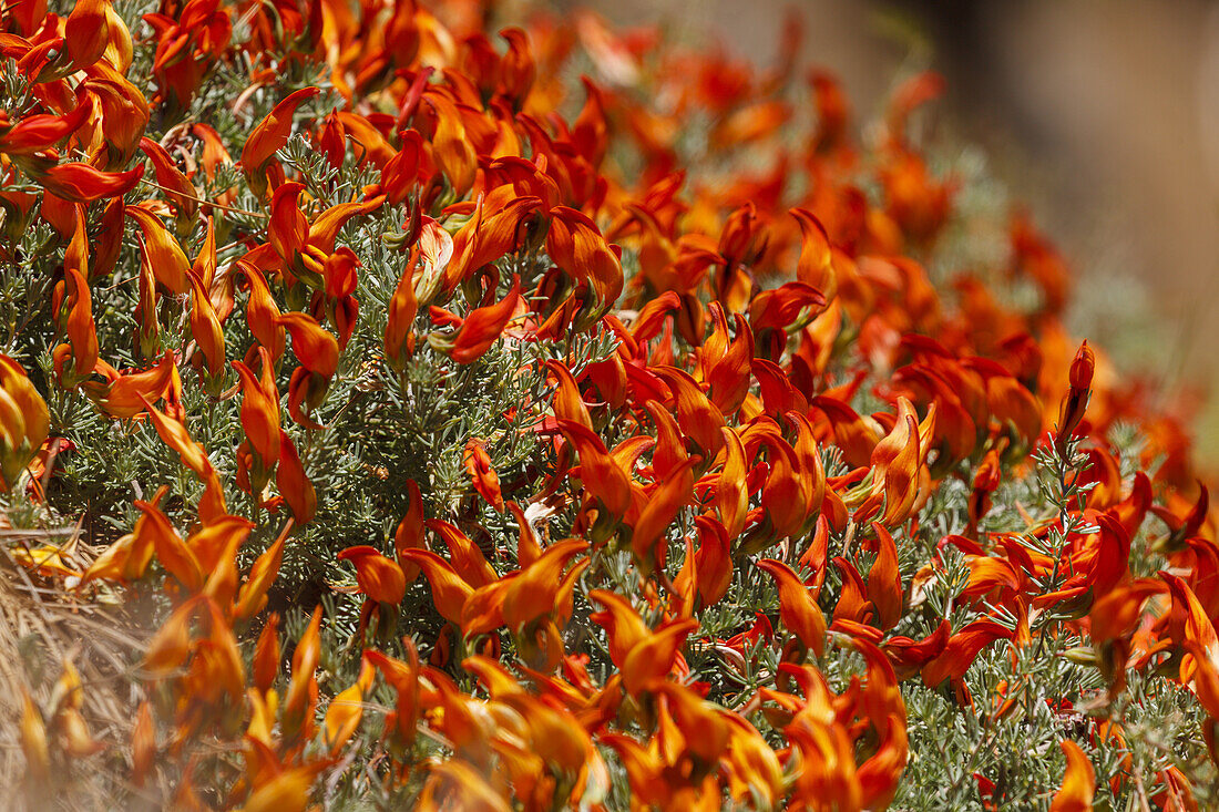 Pico de Fuego, lat. Lotos pyranthus, endemische Pflanze, Ostflanke der Caldera de Taburiente UNESCO Biosphärenreservat, La Palma, Kanarische Inseln, Spanien, Europa