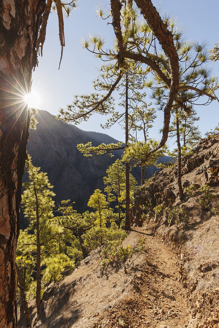 Wanderung zum Pico Bejenado, Berg 1844m, Kraterrand der Caldera de Taburiente, Parque Nacional de la Caldera de Taburiente, Nationalpark, UNESCO Biosphärenreservat,  La Palma, Kanarische Inseln, Spanien, Europa