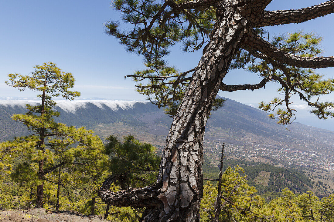 view to Cumbre Nueva with cascade of clouds, hiking tour to Pico Bejenado, mountain, 1844m, crater rim of  Caldera de Taburiente, Parque Nacional de la Caldera de Taburiente, National Park, UNESCO Biosphere Reserve, La Palma, Canary Islands, Spain, Europe