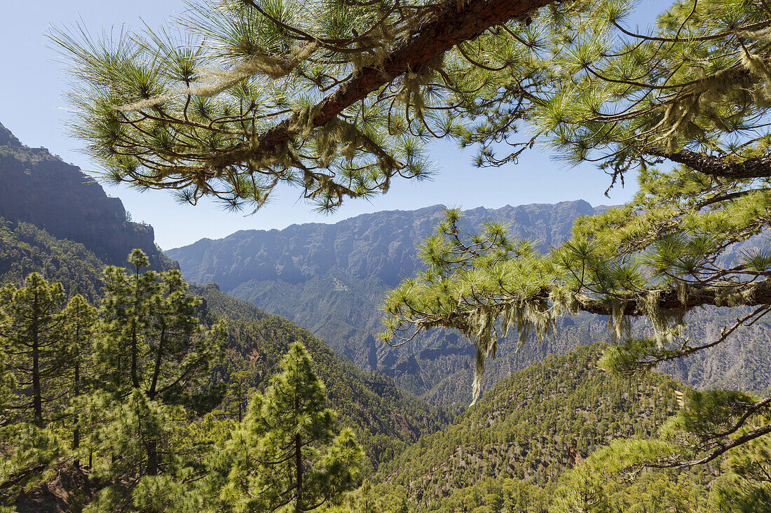 Wanderung zum Pico Bejenado, Berg 1844m, Kraterrand der Caldera de Taburiente, Parque Nacional de la Caldera de Taburiente, Nationalpark, UNESCO Biosphärenreservat,  La Palma, Kanarische Inseln, Spanien, Europa