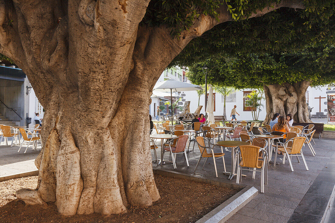 Birkenfeige, Gummibaum, lat. Ficus benjamina, Straßencafe, Plaza de Espana, Hauptplatz, Los Llanos de Aridane, UNESCO Biosphärenreservat,  La Palma, Kanarische Inseln, Spanien, Europa