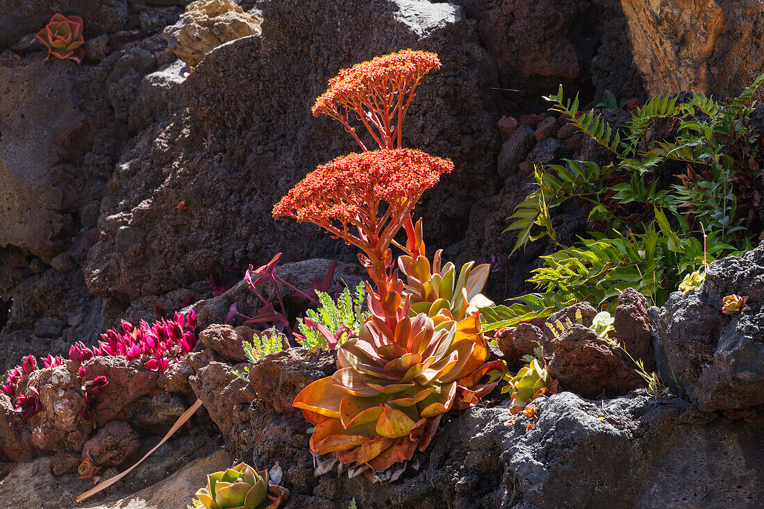 El Jardin de las Delicias, Parque Botanico, Stadtpark, gestaltet vom Künstler Luis Morera, Los Llanos de Aridane, UNESCO Biosphärenreservat,  La Palma, Kanarische Inseln, Spanien, Europa