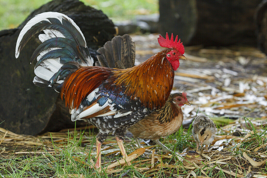 freilaufende Hühner, Hahn, El Jardin de las Delicias, Parque Botanico, Stadtpark, Los Llanos de Aridane, UNESCO Biosphärenreservat,  La Palma, Kanarische Inseln, Spanien, Europa