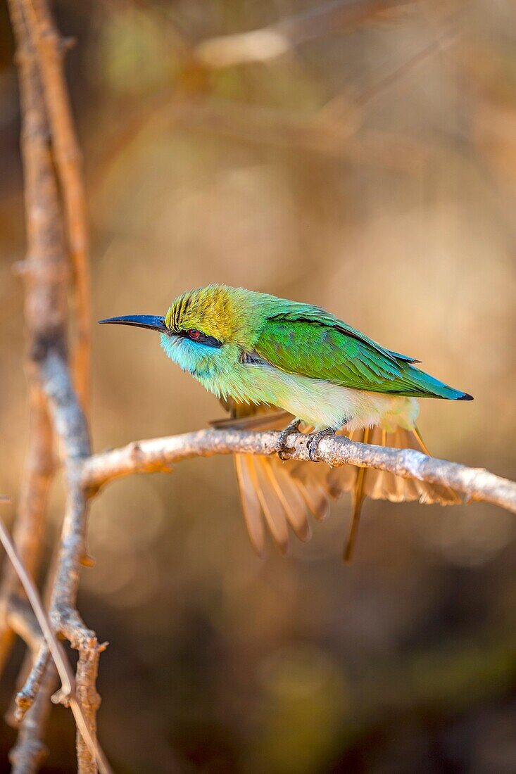 Sri Lanka, Yala national park, Little green bee-eater (Merops orientalis).