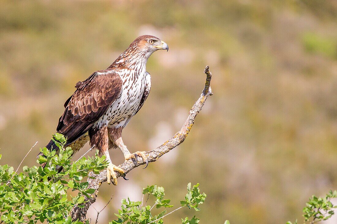 Spain, Catalonia, Pre-Pyrenees, Montsonis, Bonelli's eagle or Eurasian hawk-eagle, Hieraetus fasciatus or Aquila fasciata, picture taken from hide, at a feeding station for conservation purposes, utillizing live domestic pigeons caught as pests in a nearb
