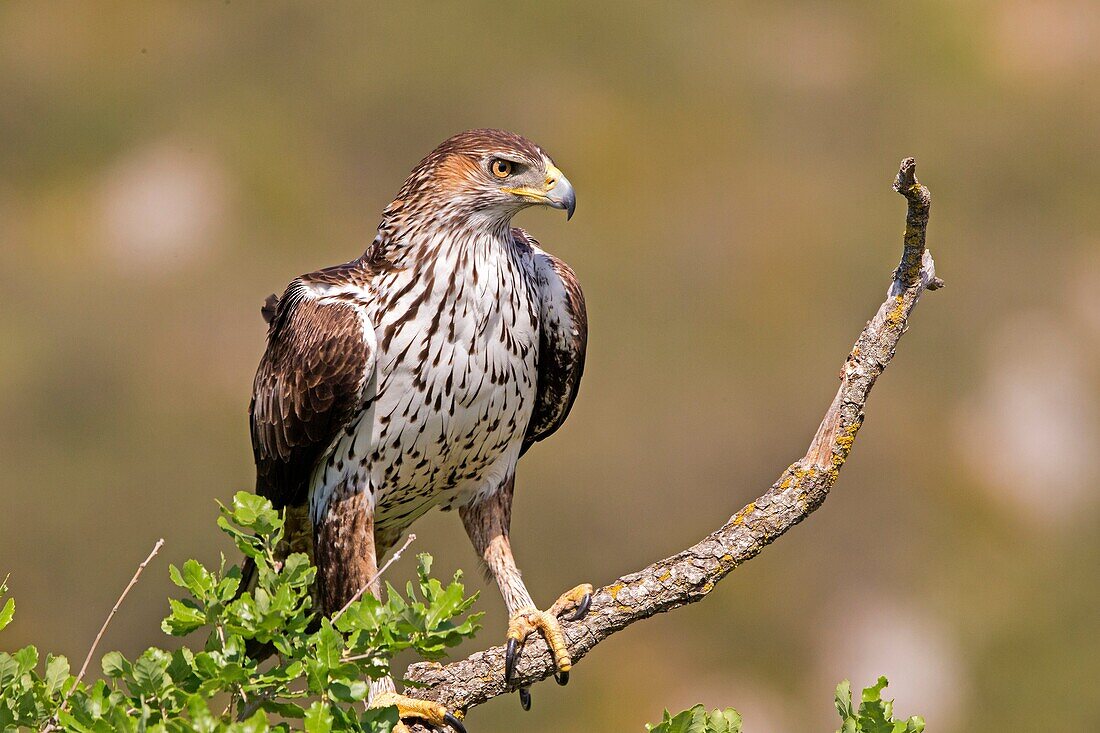Catalonia, Pre-Pyrenees, Montsonis, Bonelli's eagle or Eurasian hawk-eagle, Hieraetus fasciatus or Aquila fasciata, picture taken from hide, at a feeding station for conservation purposes, utillizing live domestic pigeons caught as pests in a nearby city,