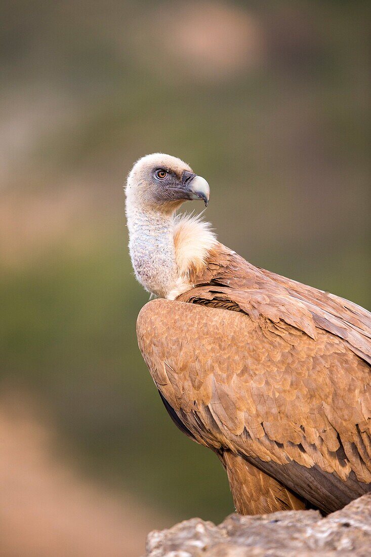 Europe, Spain, Province of Lleida, Eurasian Griffon Vulture (Gyps fulvus).