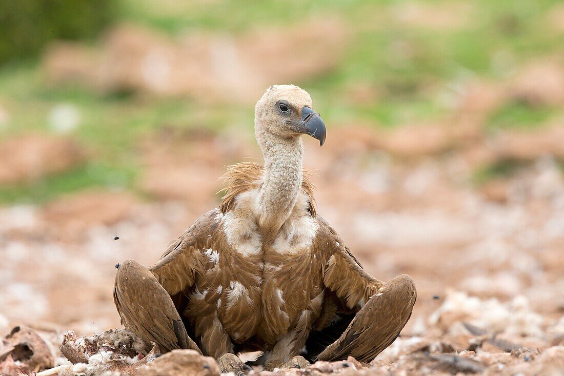 Europe, Spain, Catalonia, Lerida province, Boumort, Griffon vulture in the game reserve, feeding station.