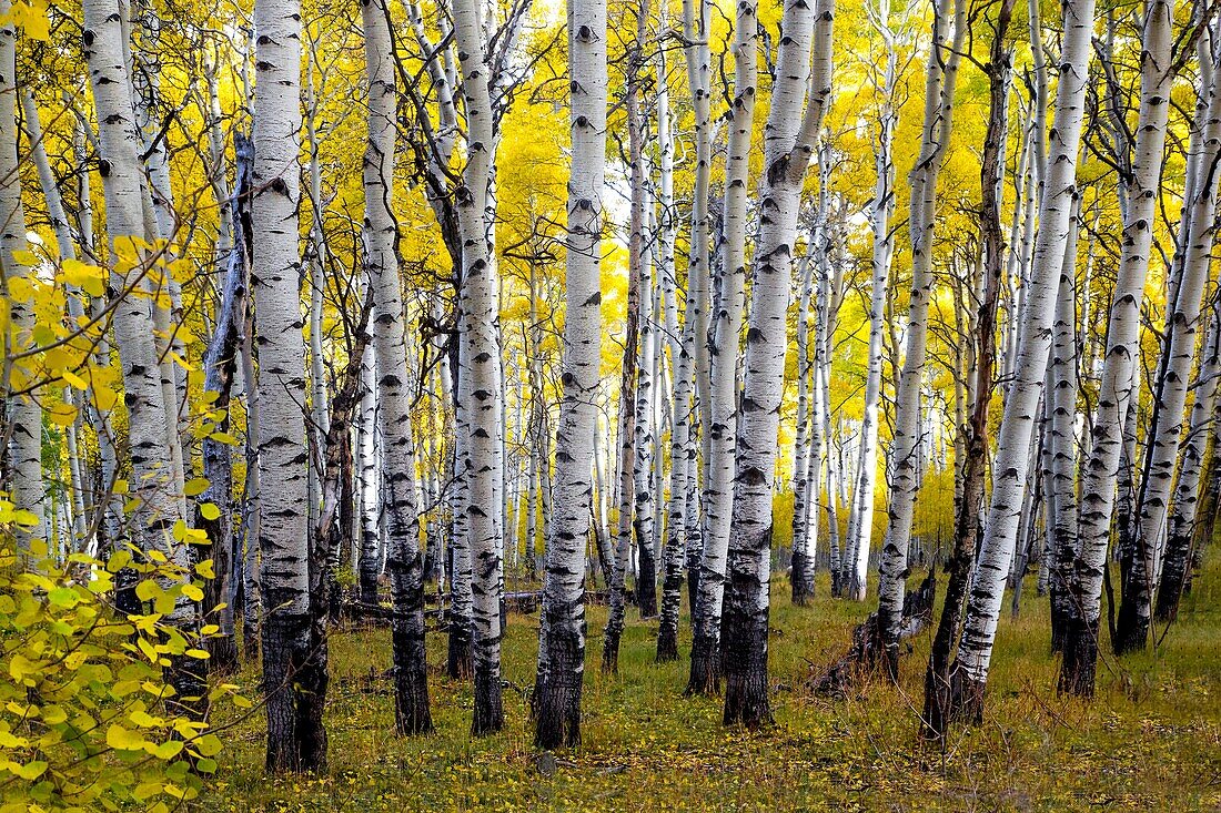 Fall colors have arrived at Kaibab National Forest, Arizona.