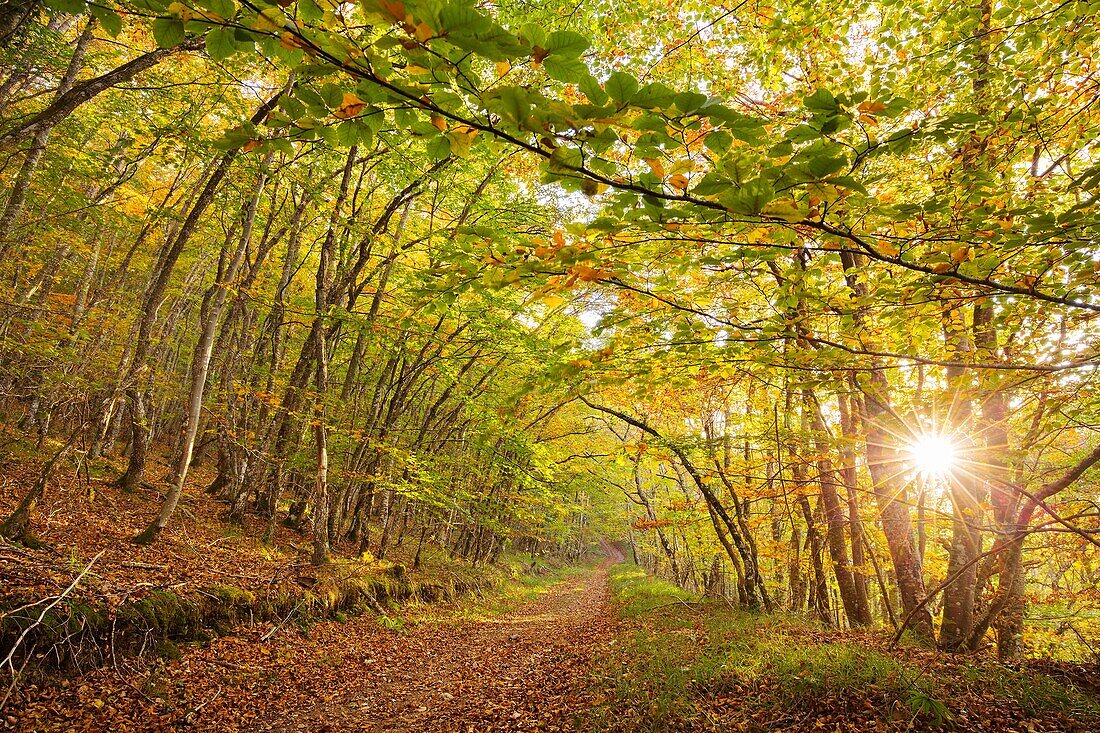 Nature landscape, autumn colors beech forest. Las Merindades County Burgos, Castile and Leon, Spain, Europe.
