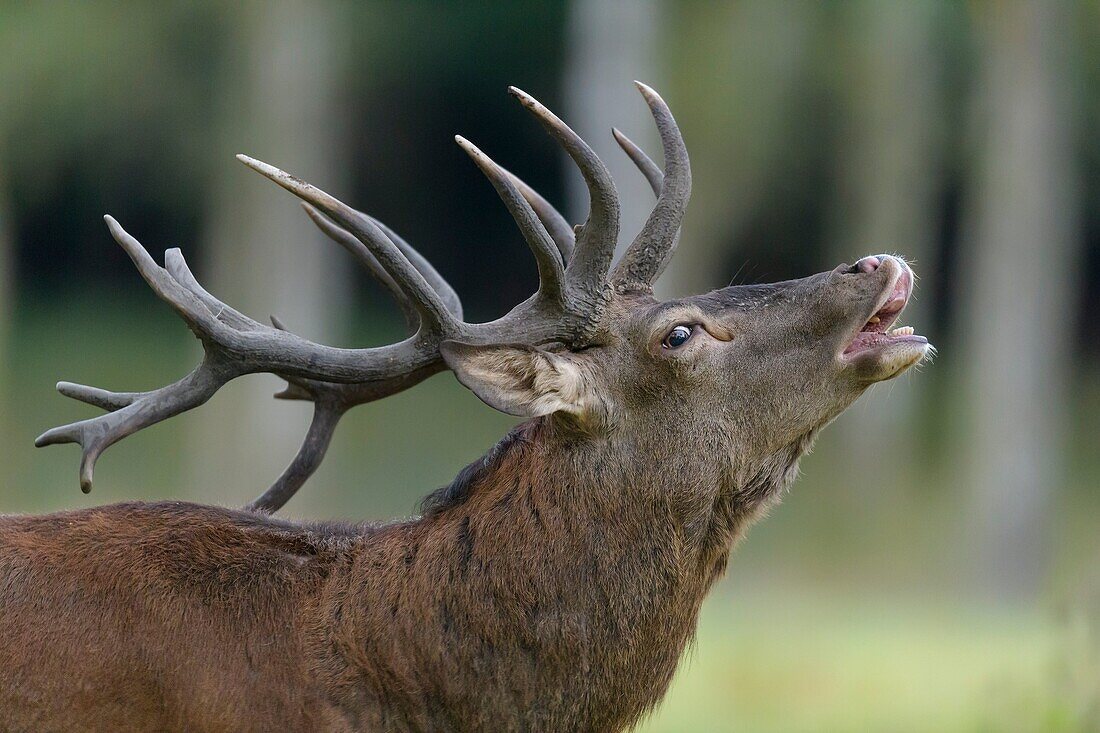 Red Deer, Cervus elaphus, Rutting Season, Germany, Europe.