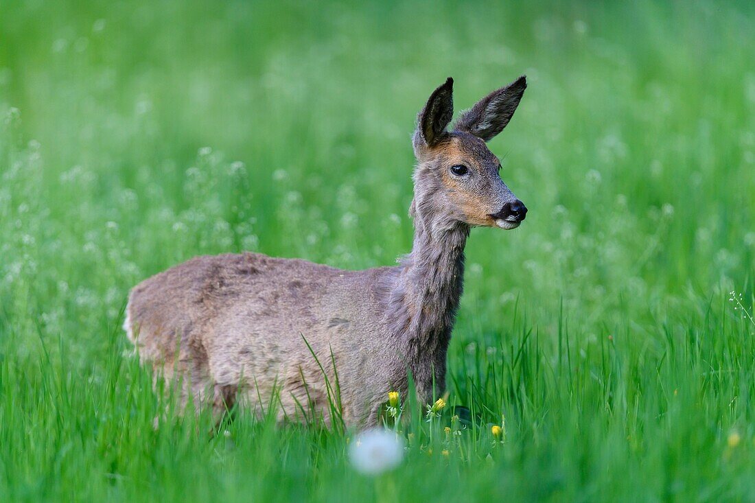 Roe Deer, Capreolus capreolus, Springtime, Germany, Europe.