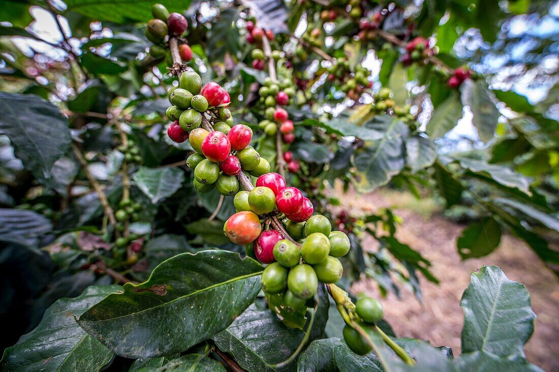 Ripe coffee beans (coffea arabica) on a coffee bush in Aquires, Costa Rica.