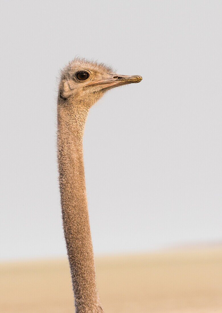 Ostrich foreground (Struthio camelus). Etosha National Park. Namibia. Africa