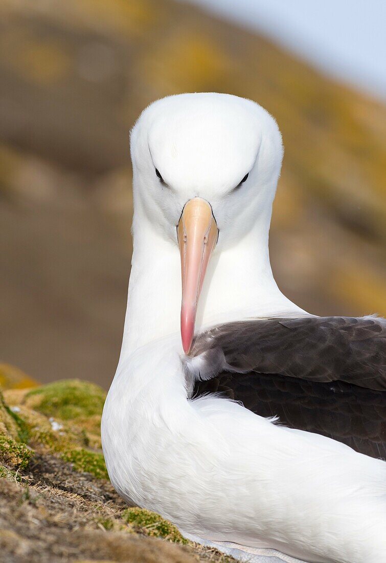 Black-browed Albatross ( Thalassarche melanophris ) or Mollymawk. South America, Falkland Islands, January.