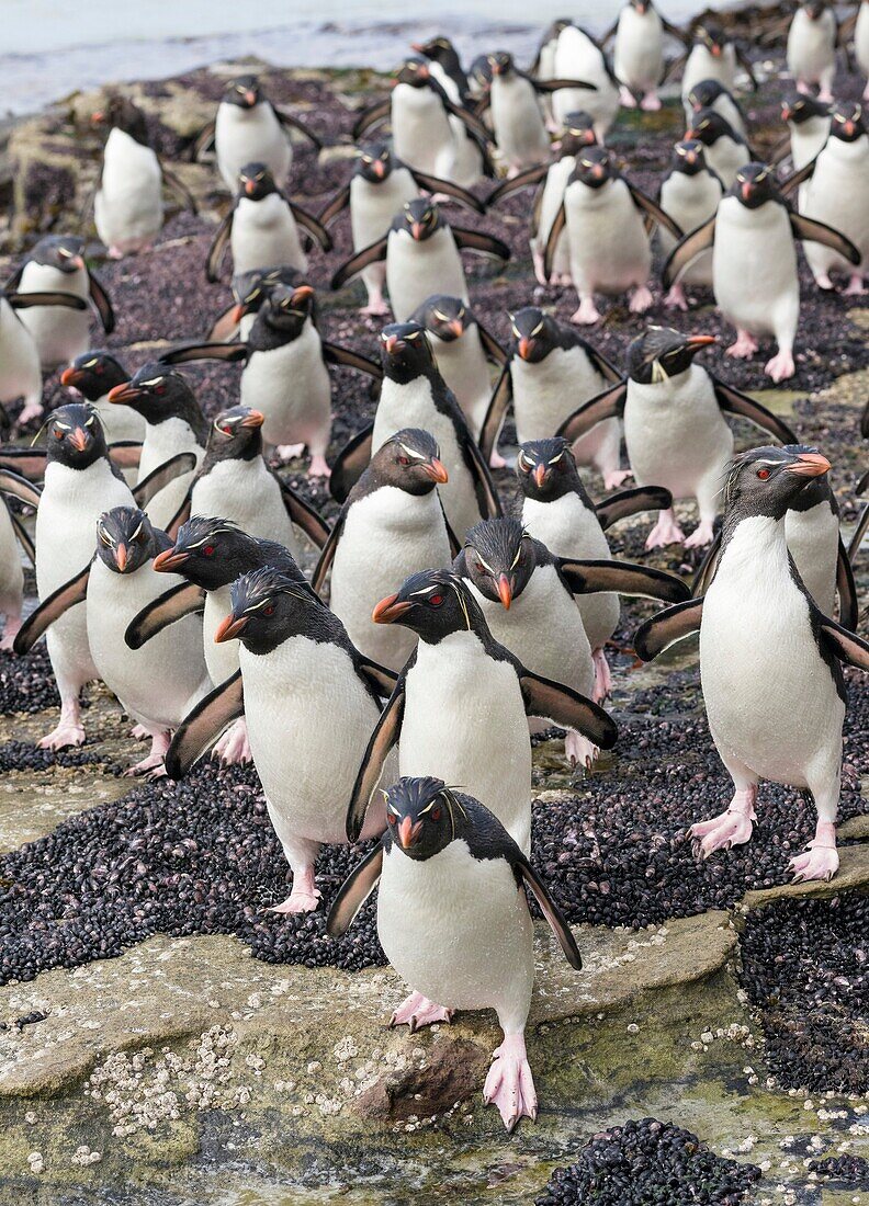 Rockhopper Penguin (Eudyptes chrysocome), subspecies western rockhopper penguin (Eudyptes chrysocome chrysocome). Hopping to the colony. South America, Falkland Islands, January.