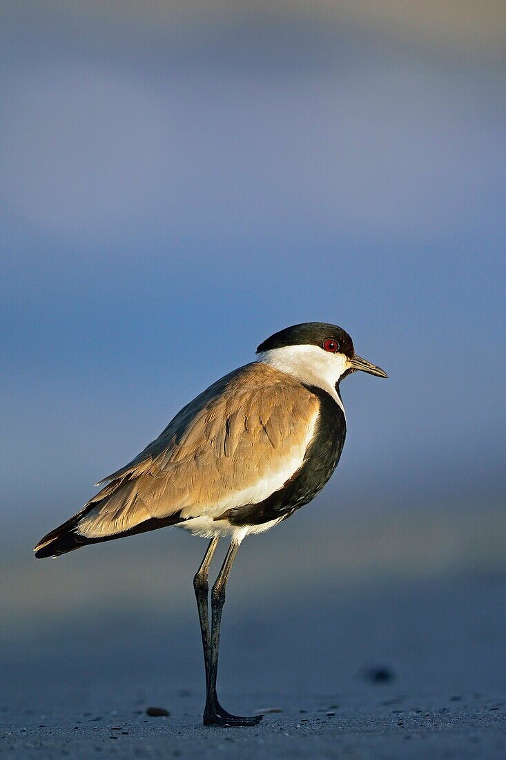 Spur-winged Lapwing or Spur-winged Plover -Vanellus spinosus, Crete