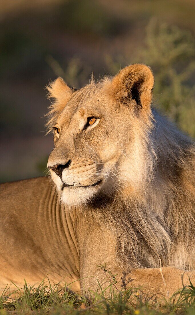 African lion (Panthera leo) - Male, Kgalagadi Transfrontier Park, Kalahari desert, South Africa/Botswana.