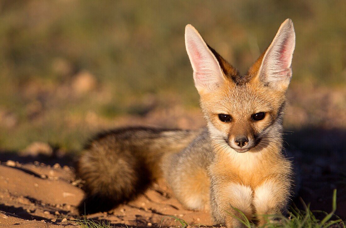 Cape Fox (Vulpes chama), Kgalagadi Transfrontier Park, Kalahari desert, South Africa.