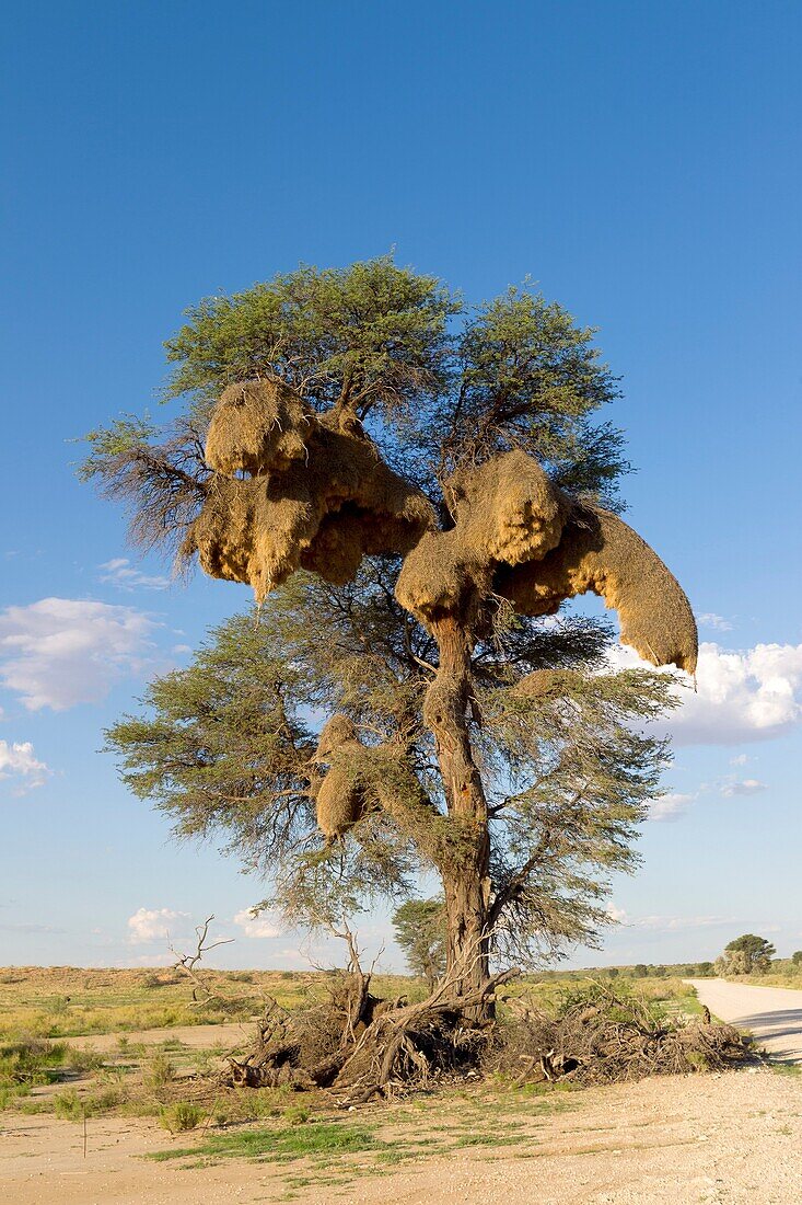 Huge communal nest of Sociable Weavers (Philetairus socius) in a camelthorn tree (Acacia erioloba), Kgalagadi Transfrontier Park in rainy season, Kalhari Desert, South Africa/Botswana.