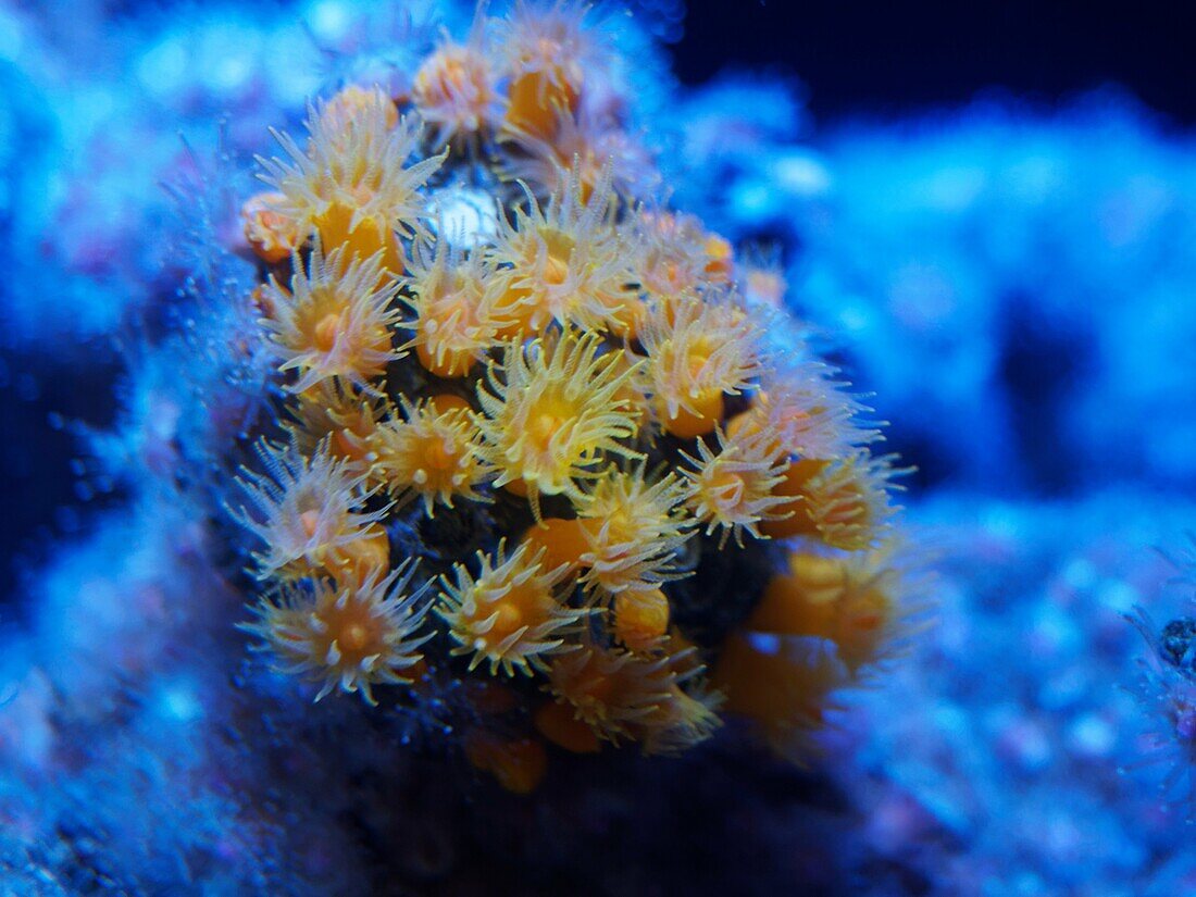 Coral polyps, Tubastrea sp