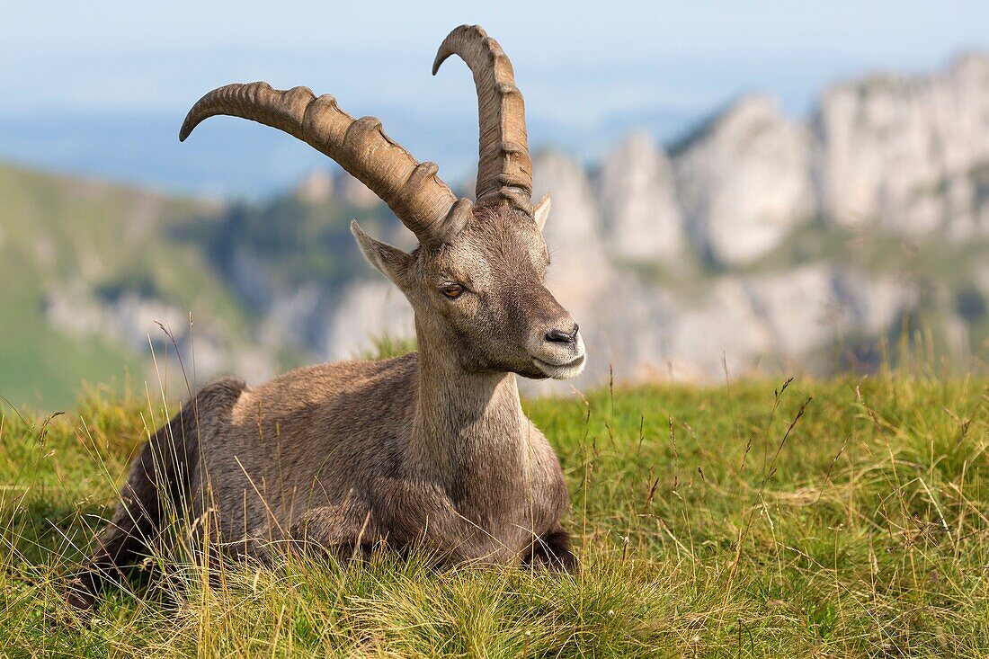 Alpine Ibex (Capra ibex), adult male lying in mountain habitat, Niederhorn, Bernese Oberland, Switzerland.