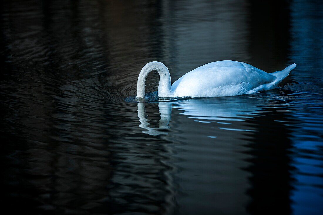 Höckerschwan (Cygnus olor) mit seinem Kopf unter Wasser