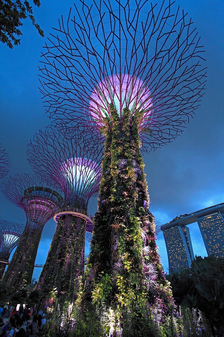 Singapore, Gardens by the Bay, Supertree Grove,.