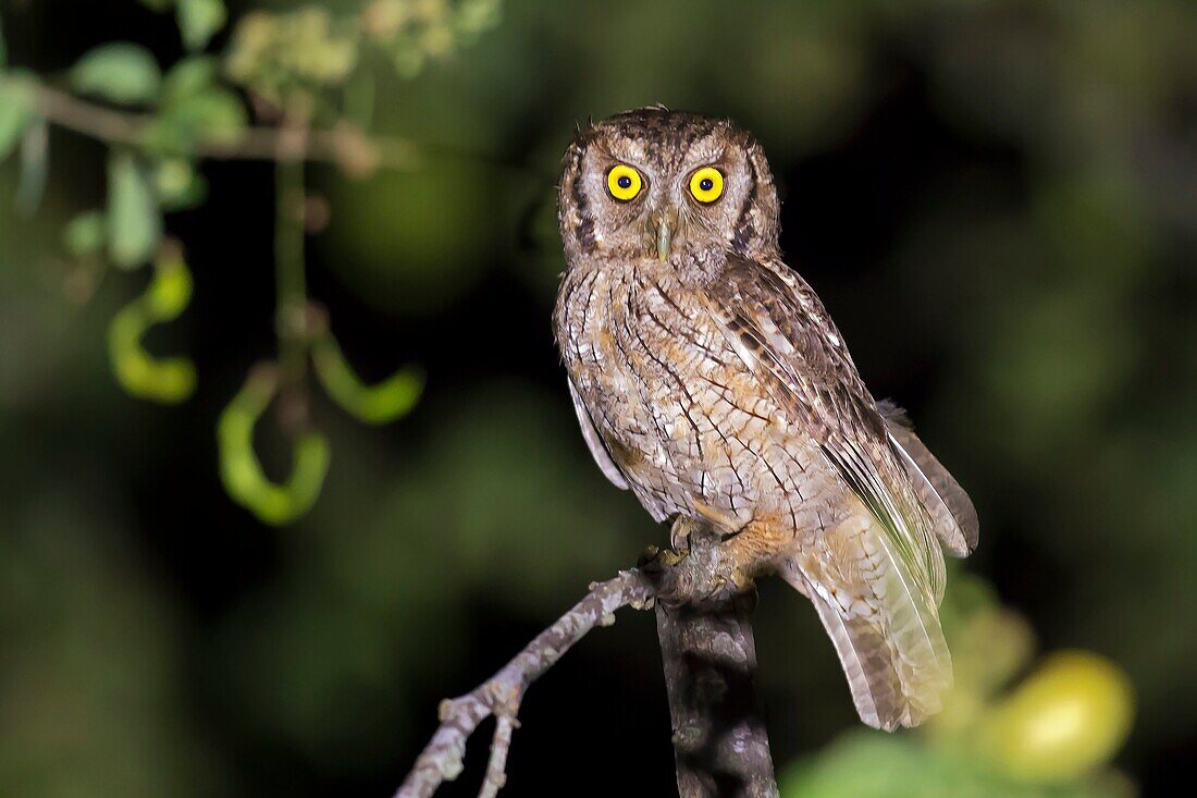 Tropical Screech-Owl (Megascops choliba), Cali, Valle del Cauca.