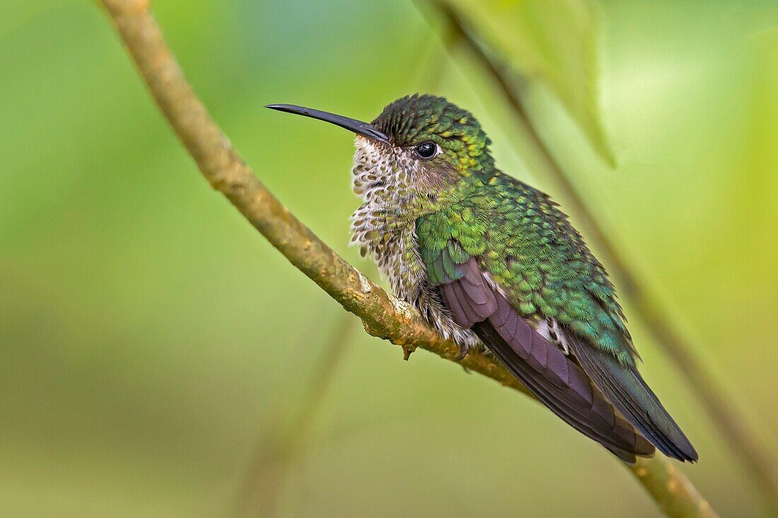 Many-spotted Hummingbird (Taphrospilus hypostictus), Wildsumaco, Ecuador.