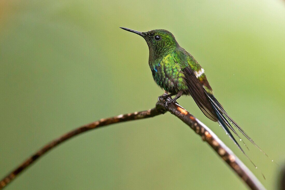 Green Thorntail (Discosura conversii) male, Mashpi, Pichincha, Ecuador.