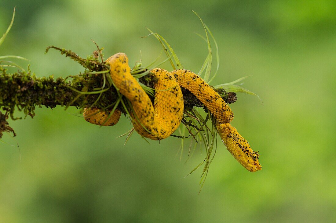 Eyelash Viper, Horned Palm Viper, Bothriechis schlegelii, Schlegelâ.s Palm Viper, is a relatively small arboreal pit viper. It has supraciliary scales over each eye which look like eyelashes. Found from Mexico to Colombia.