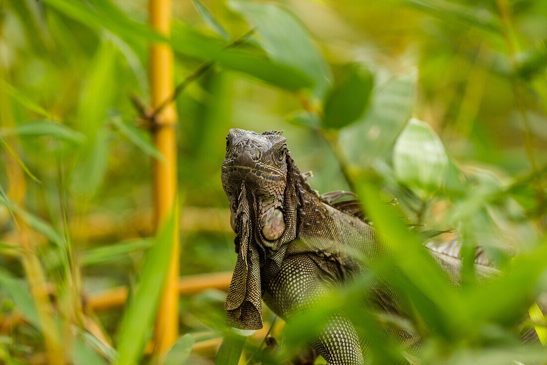 A large adult Green Iguana, Iguana iguana, in a tree in the rainforest in Costa Rica.