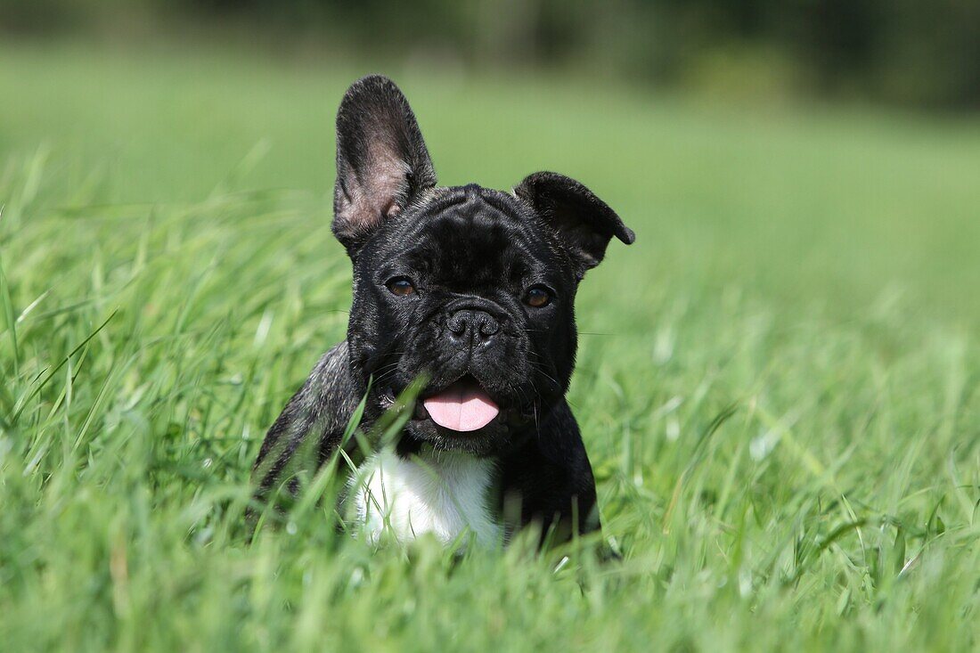 Dog French Bulldog puppy in a meadow